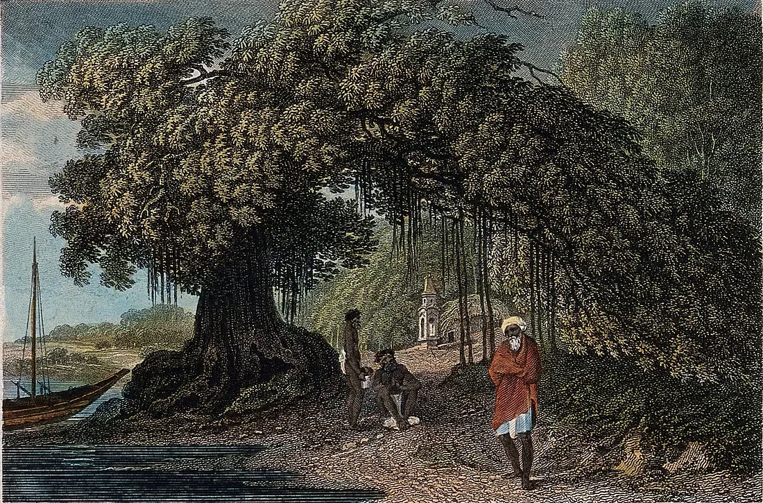 Banyan tree (Ficus benghalensis) growing on a lakeside. Coloured etching by B. Pouncy, c. 1793, after W. Hodges. Credit: Wellcome Collection. Attribution 4.0 International (CC BY 4.0)