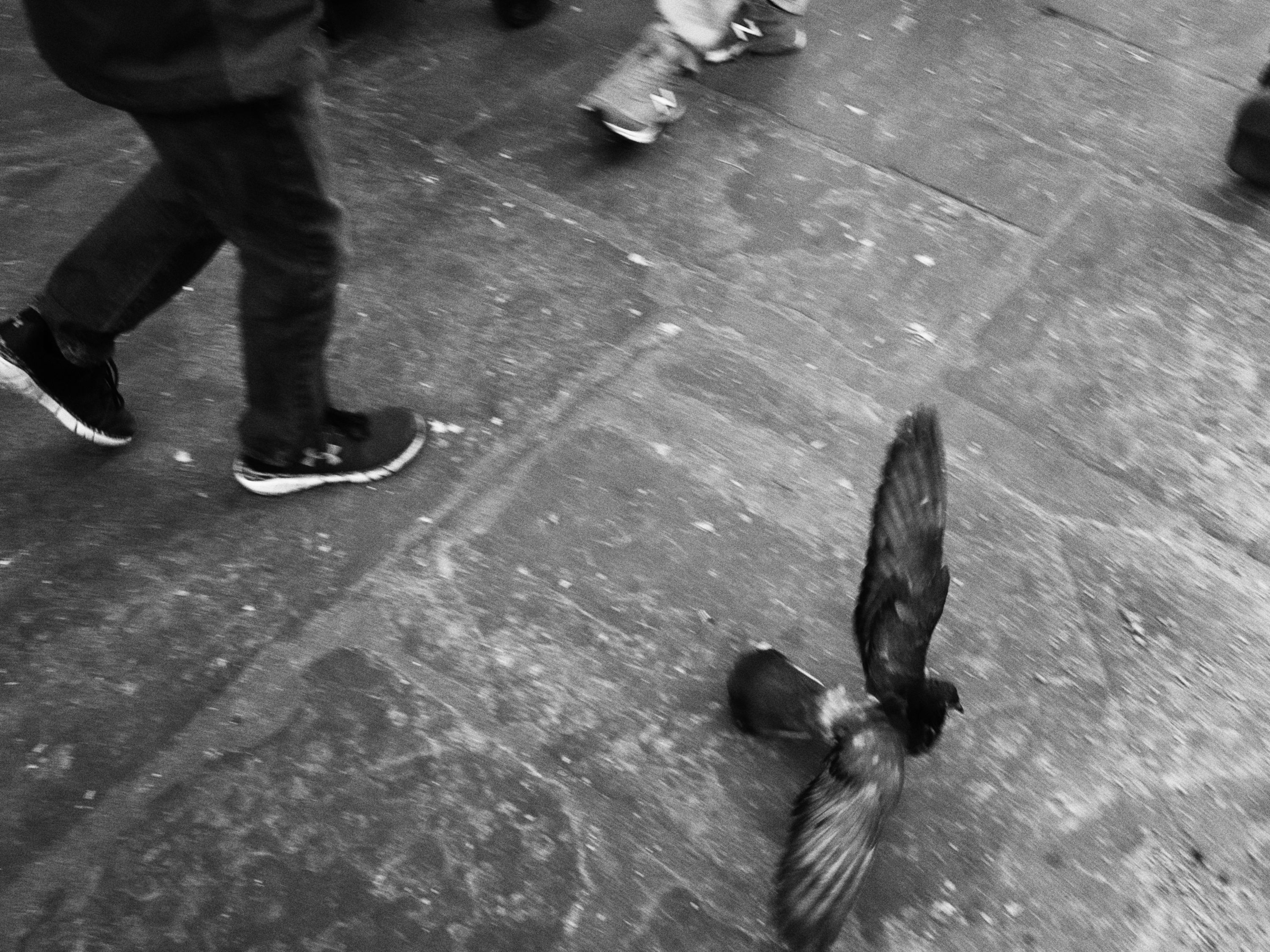 bryant-park-pigeon