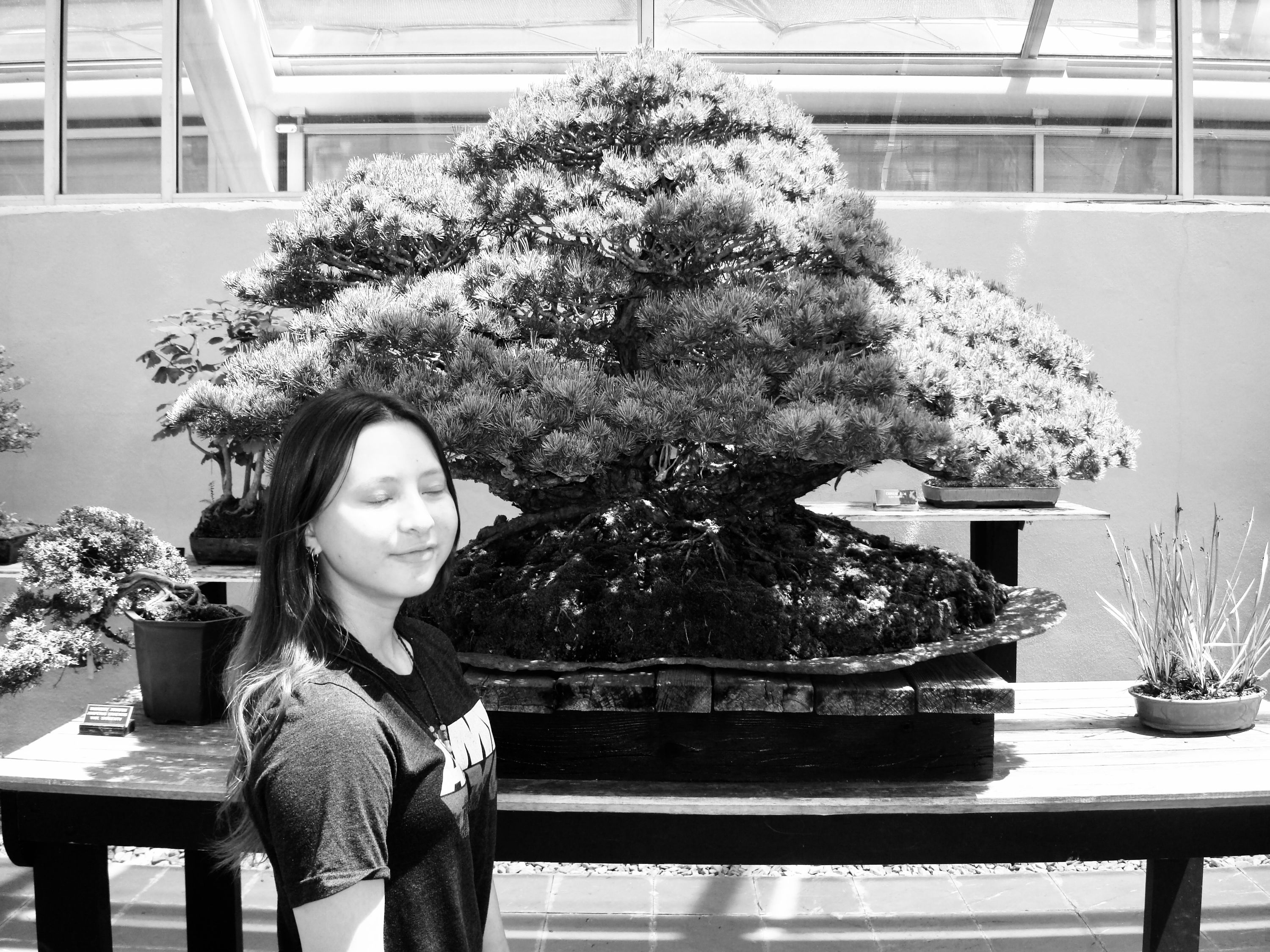 bonsai-tree-brooklyn-botanical-garden