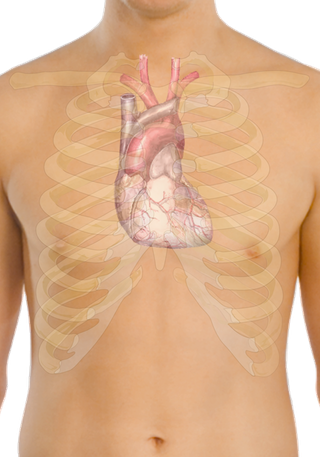 Surface_anatomy_of_the_heart.png