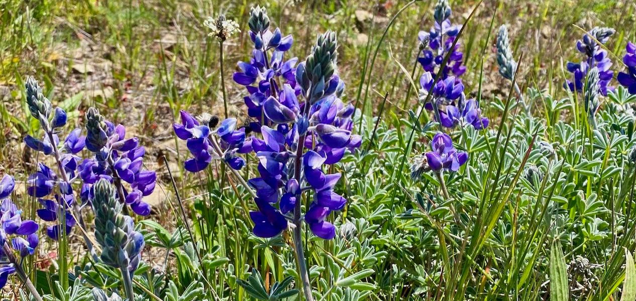 Taken at San Bruno Mountain.