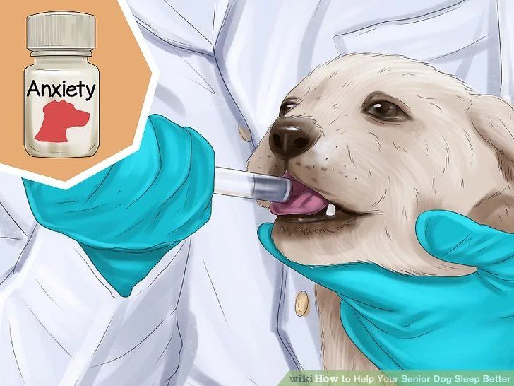 Anxiety Medication and Senior Dog Care Illustration