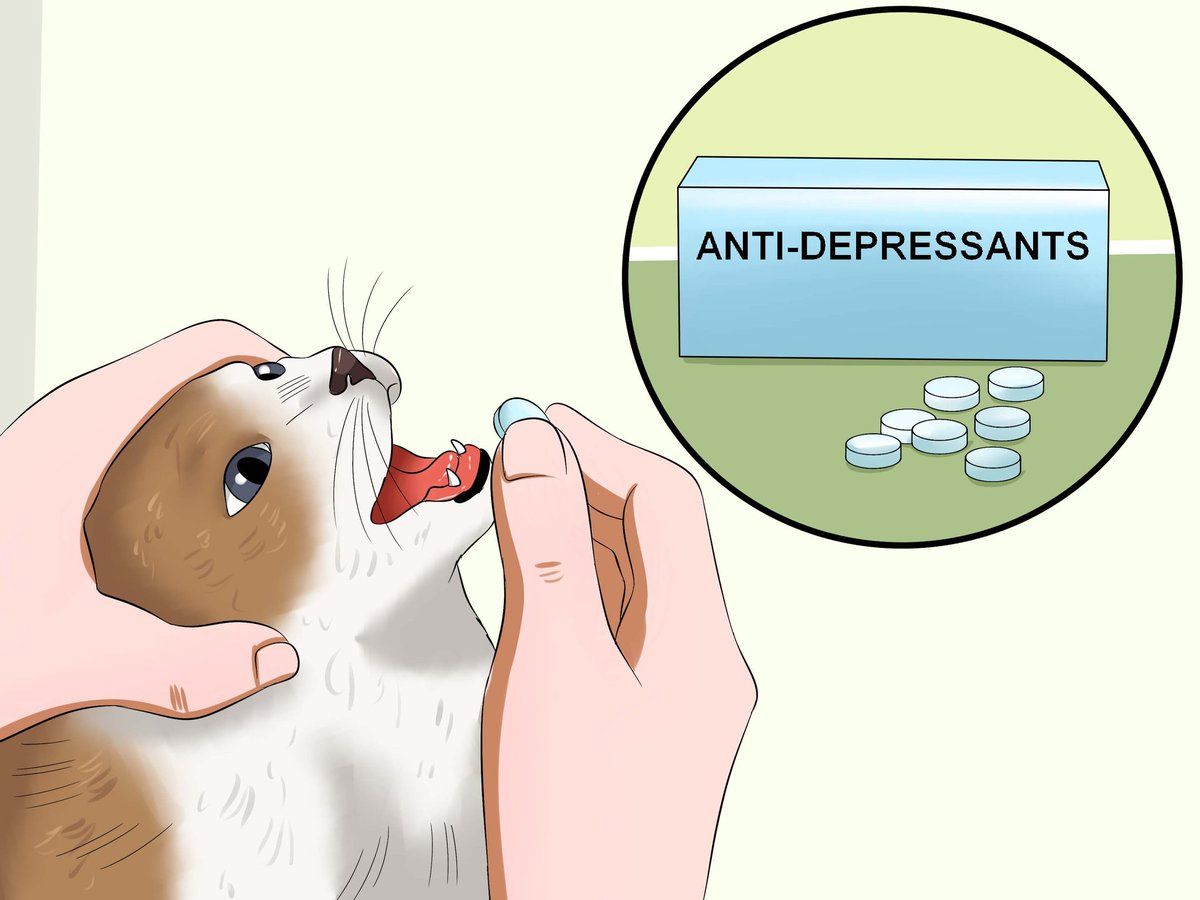 Cat Receiving Medication