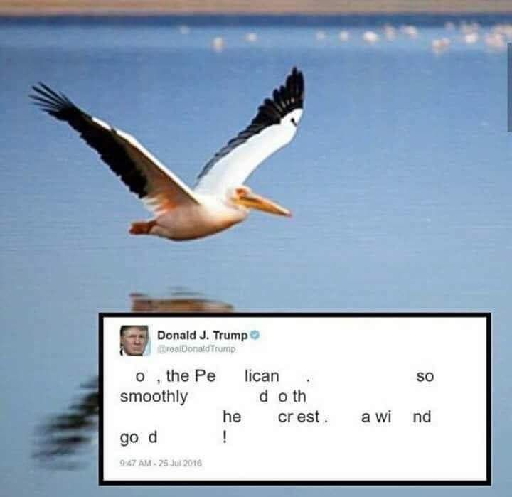 trump pelican poem