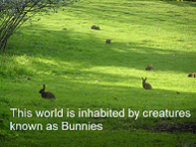 bunny world