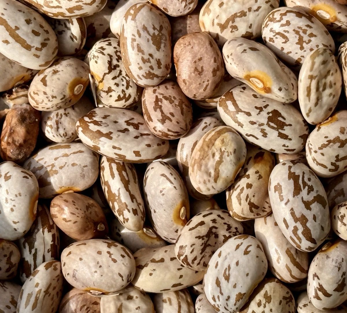 BEANGOD II