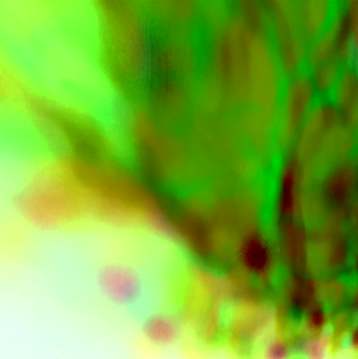 EXP
