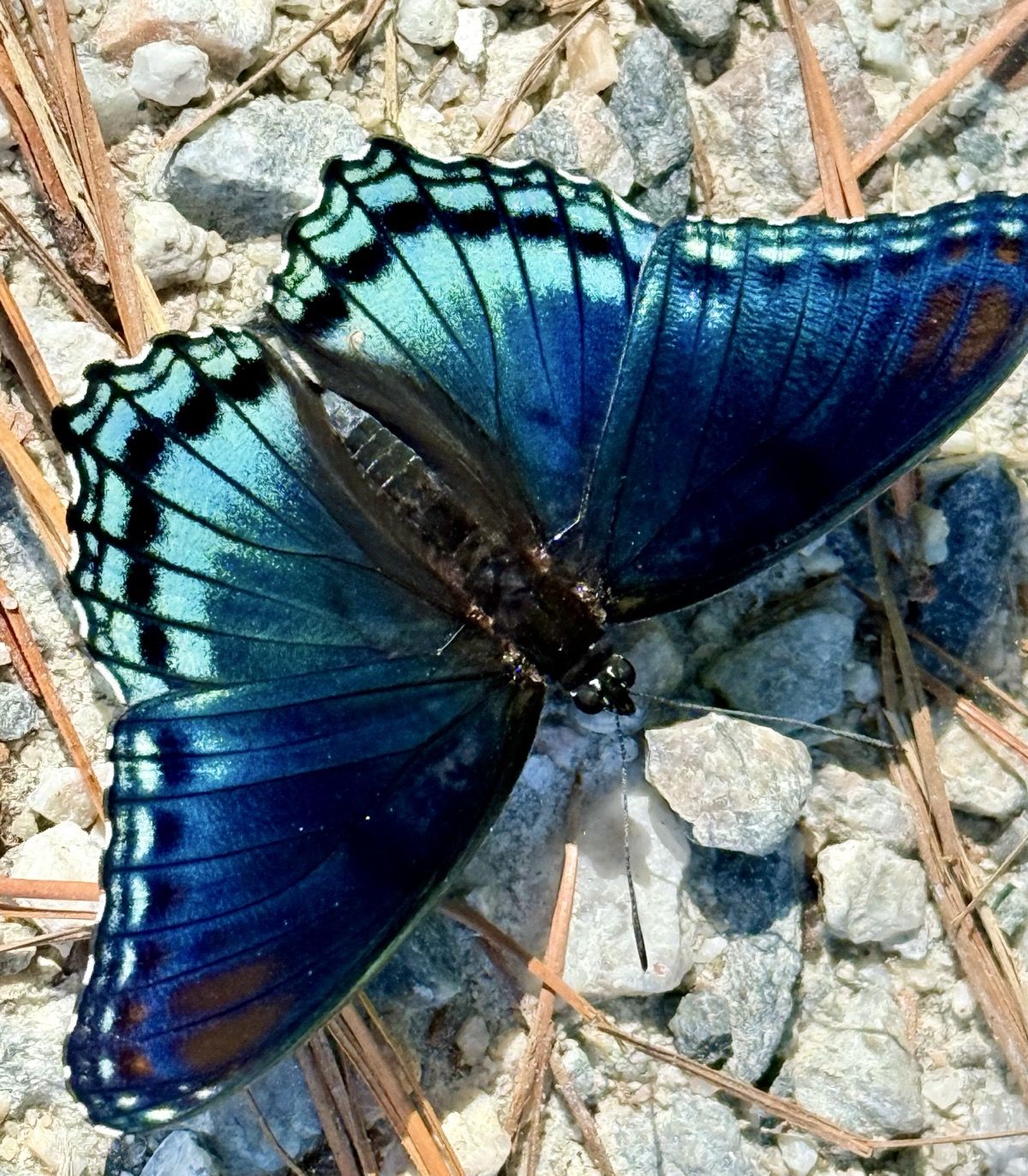 RED SPOTTED PURPLE