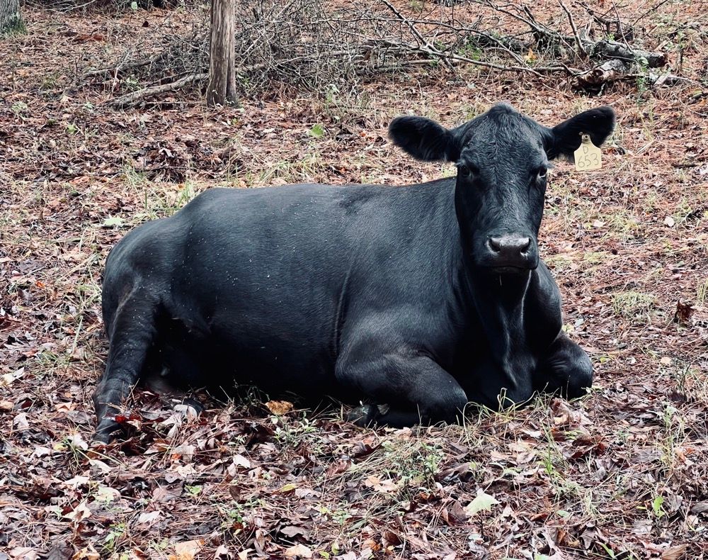 PASTORAL UNIQUE