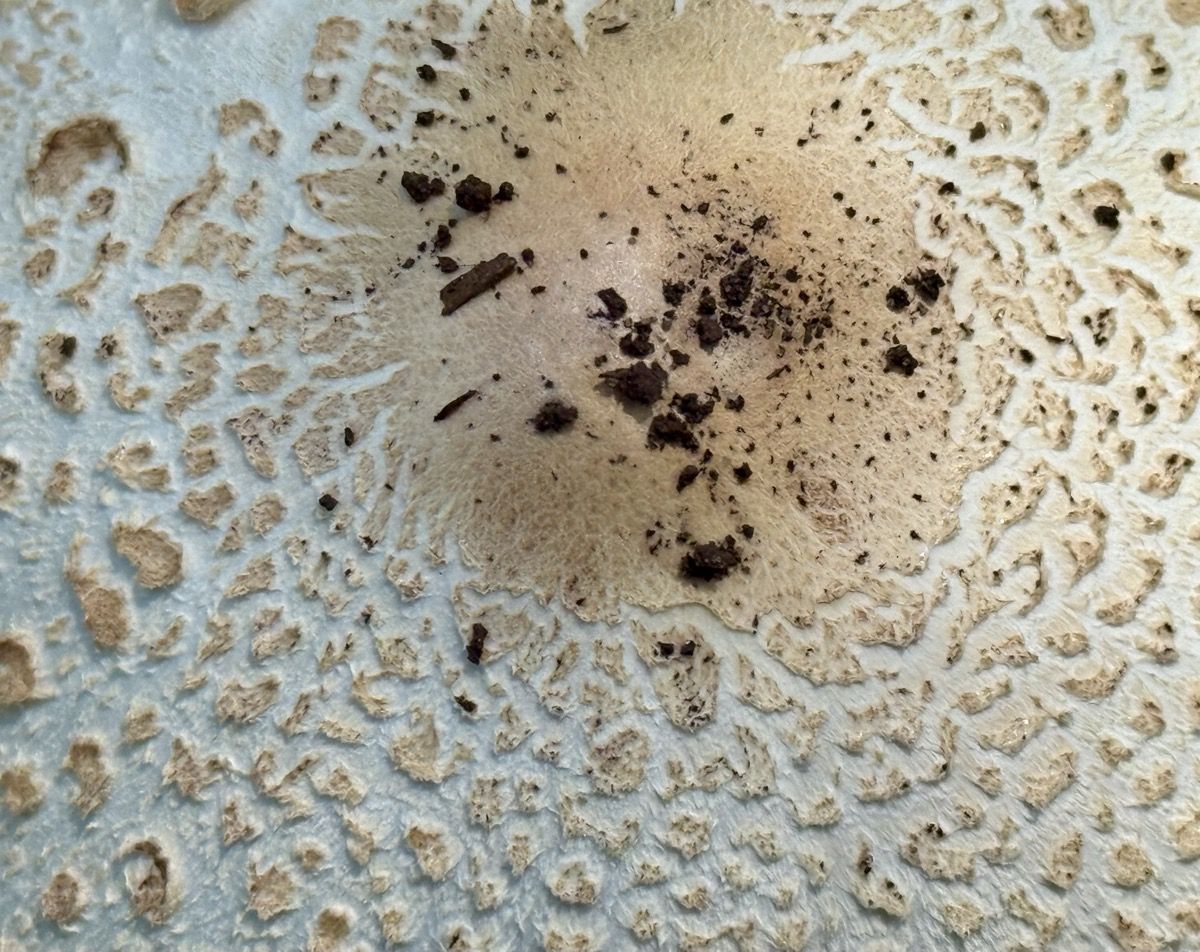 KERATOSIS BZP