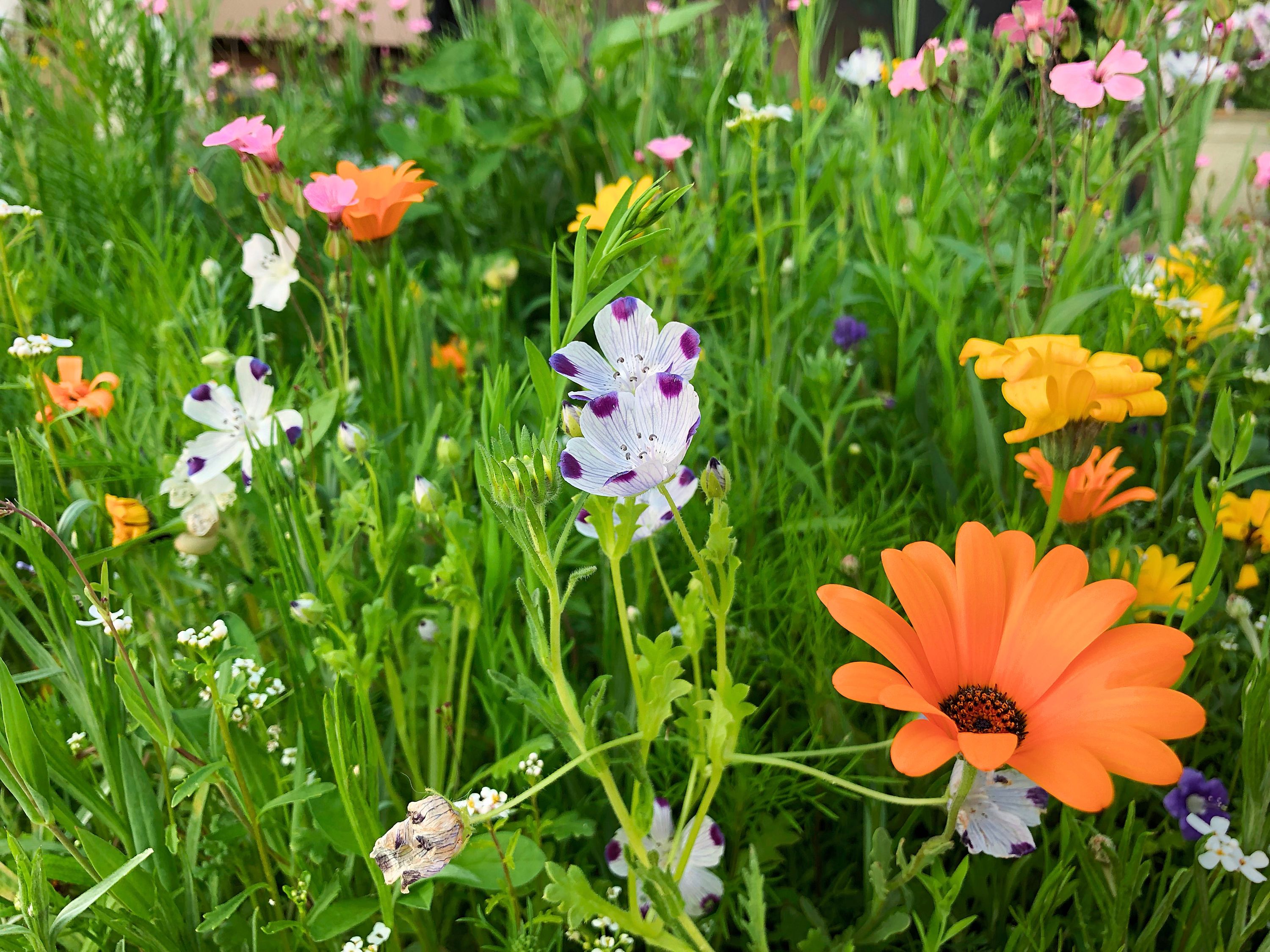 Blumen