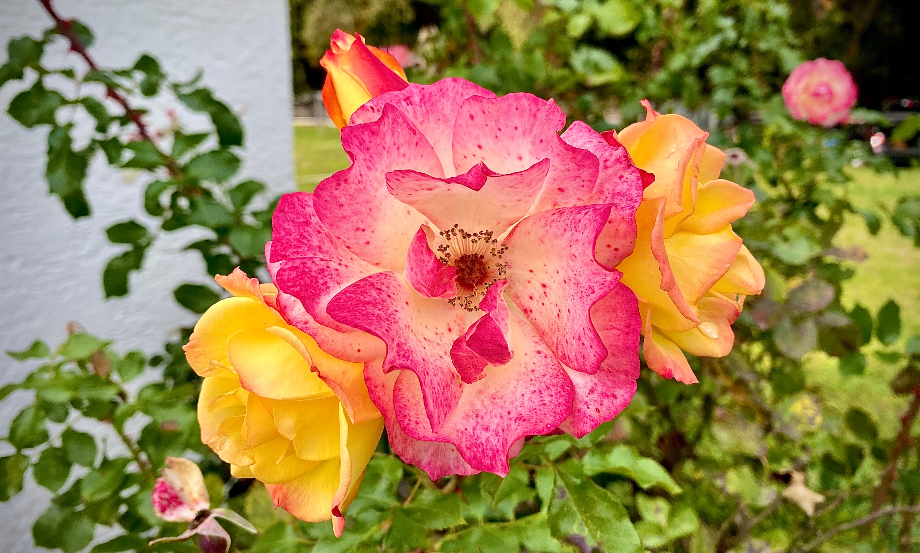 Kamera: iPhone 11 Pro Max - 26 mm