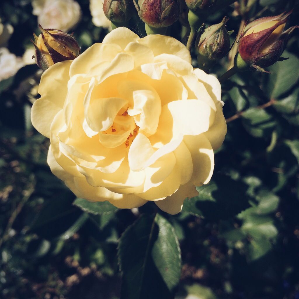 Eine Rose ist eine Rose ist eine Rose…