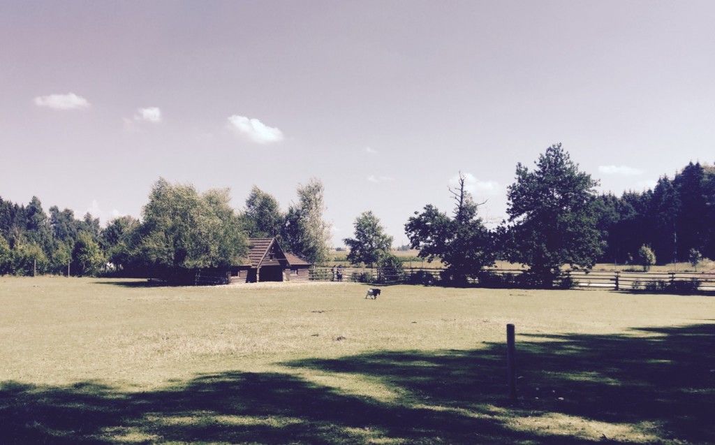 Bei den Ponys