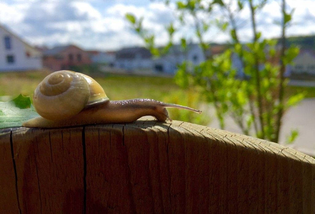 Schnecke