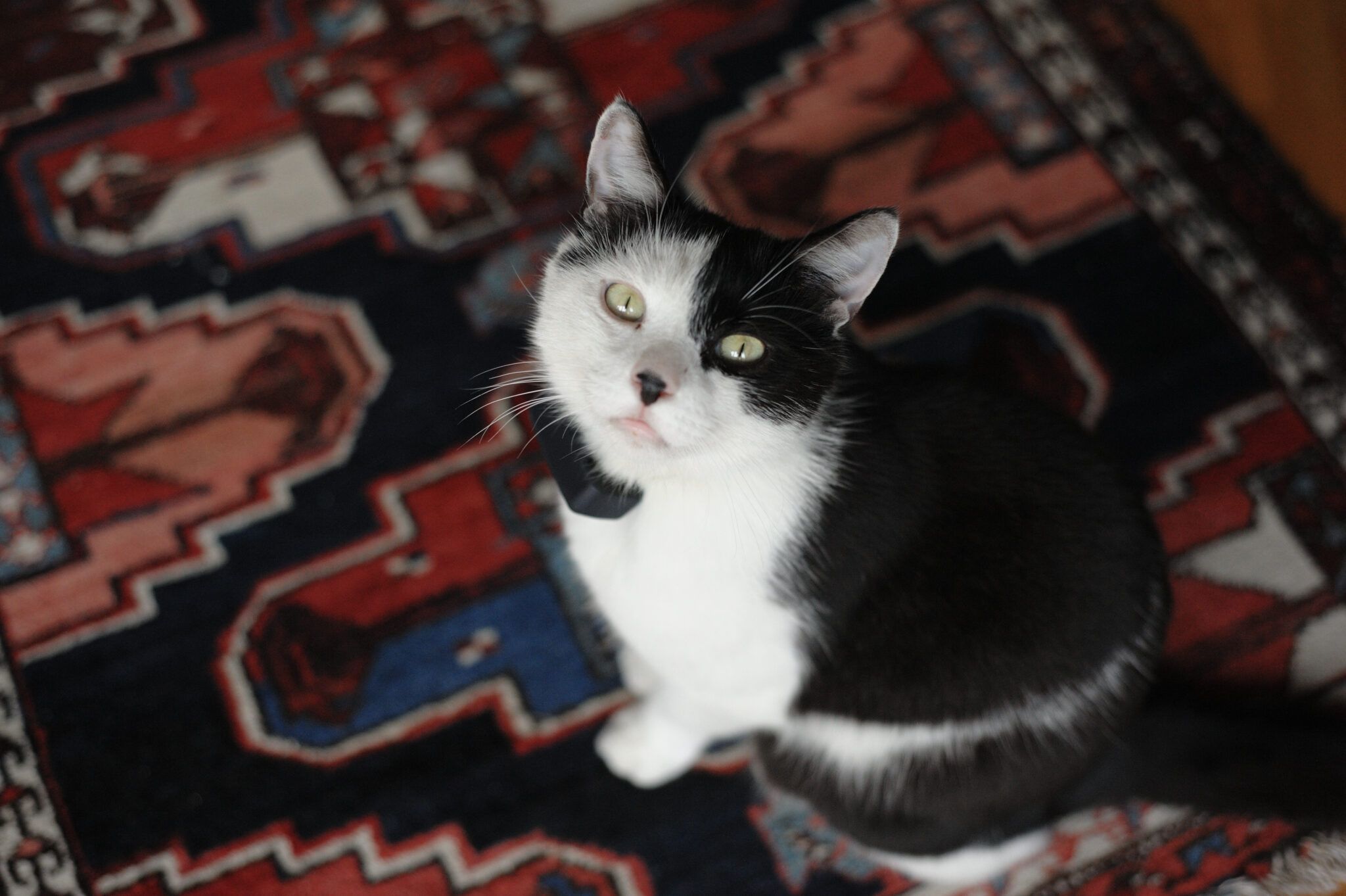 Katze