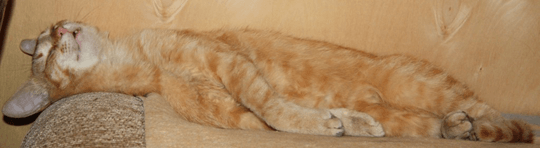 rude_cat