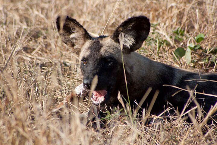 Wild dog chewing a bone