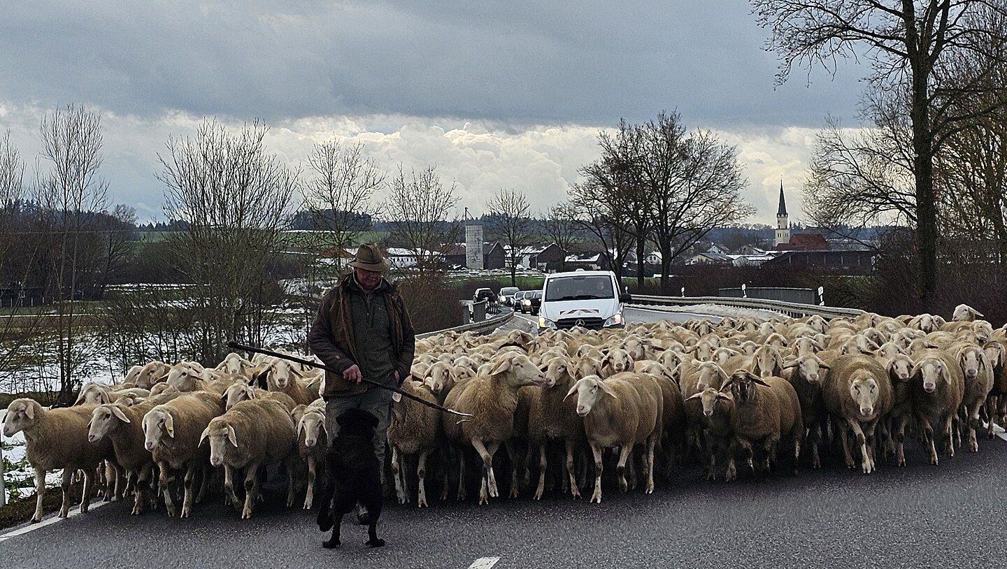 01 - Flock of sheep in Bavaria