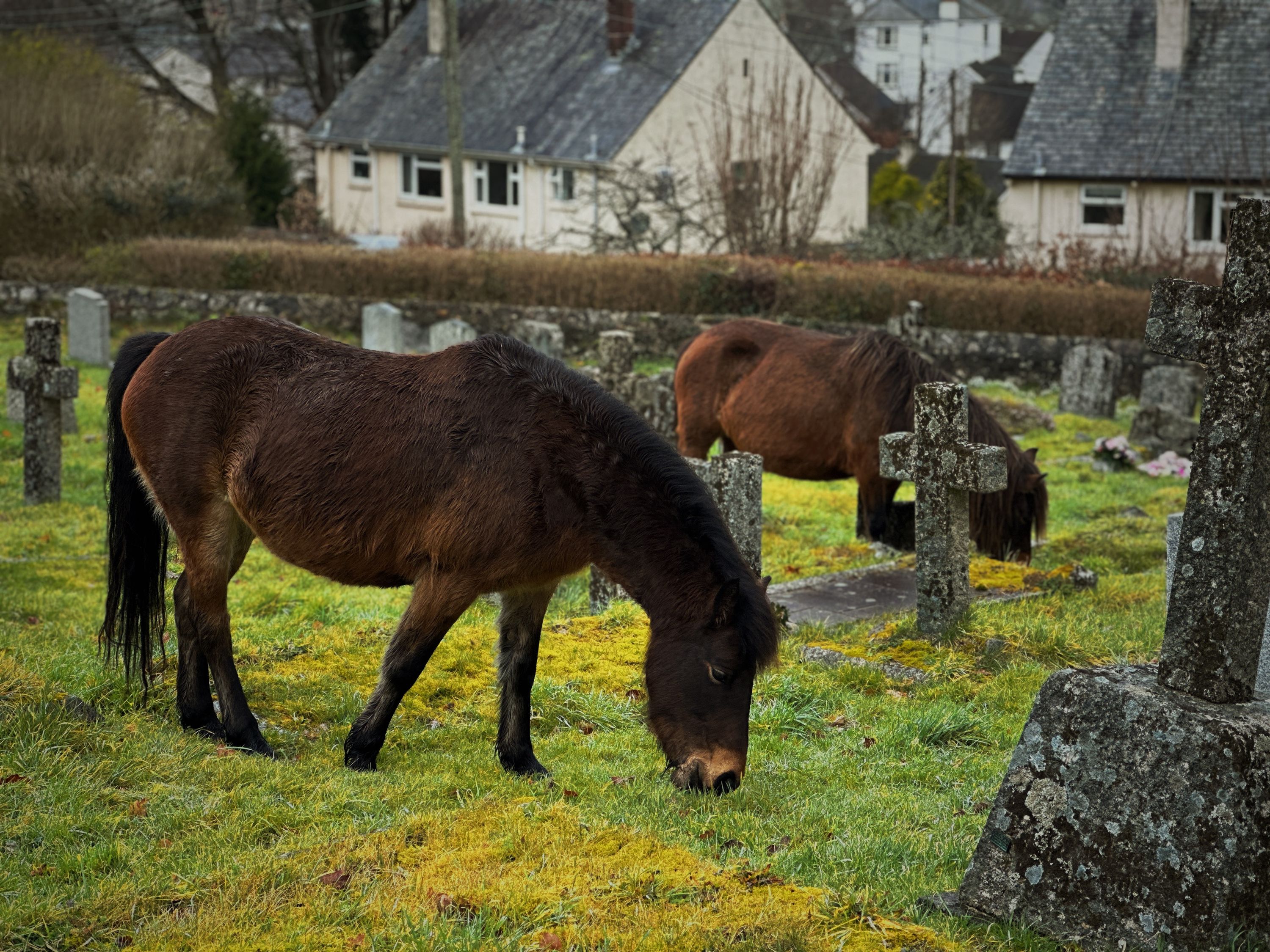 Graveyard ponies-1
