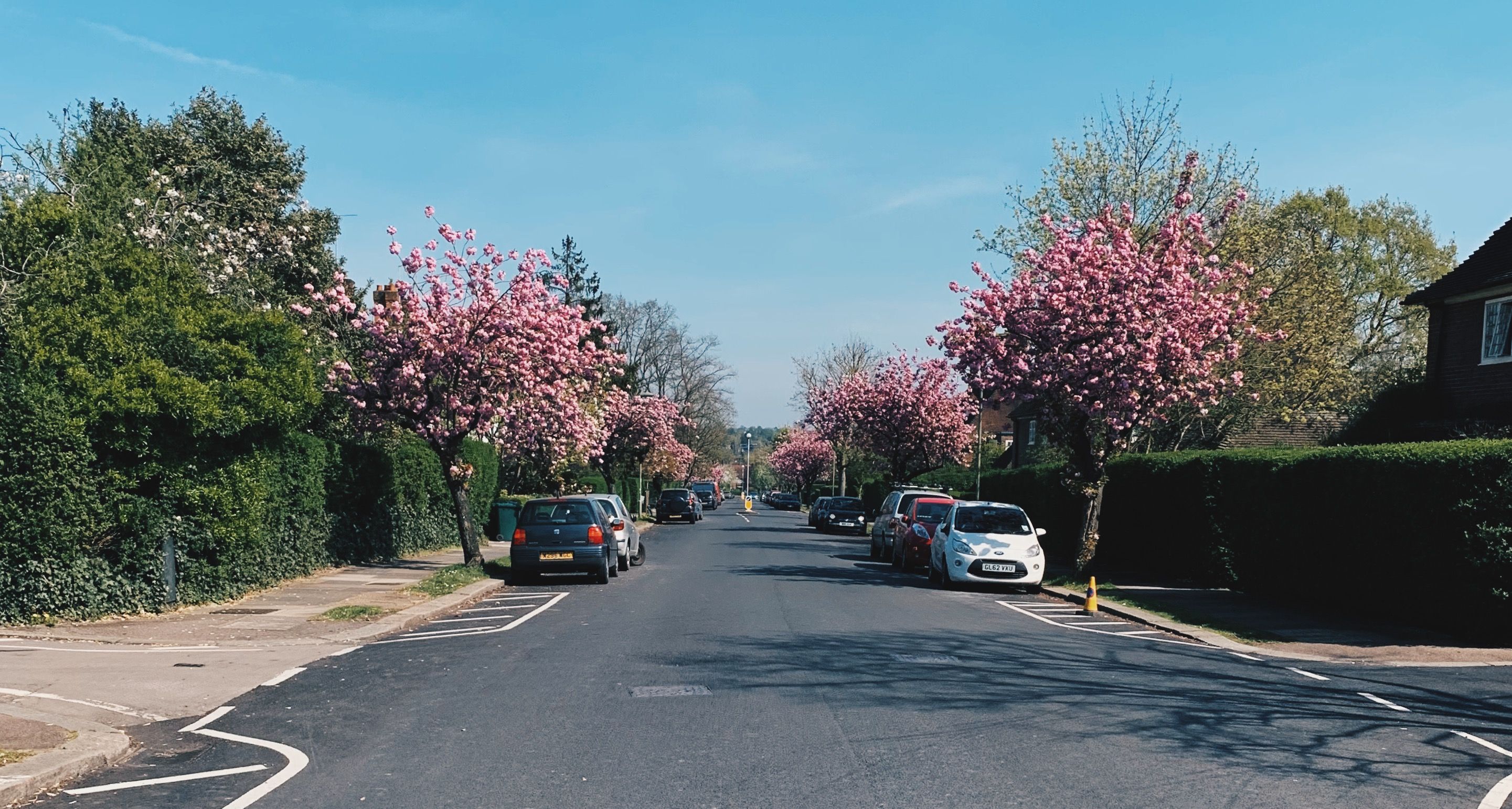 Blossom on Meadway