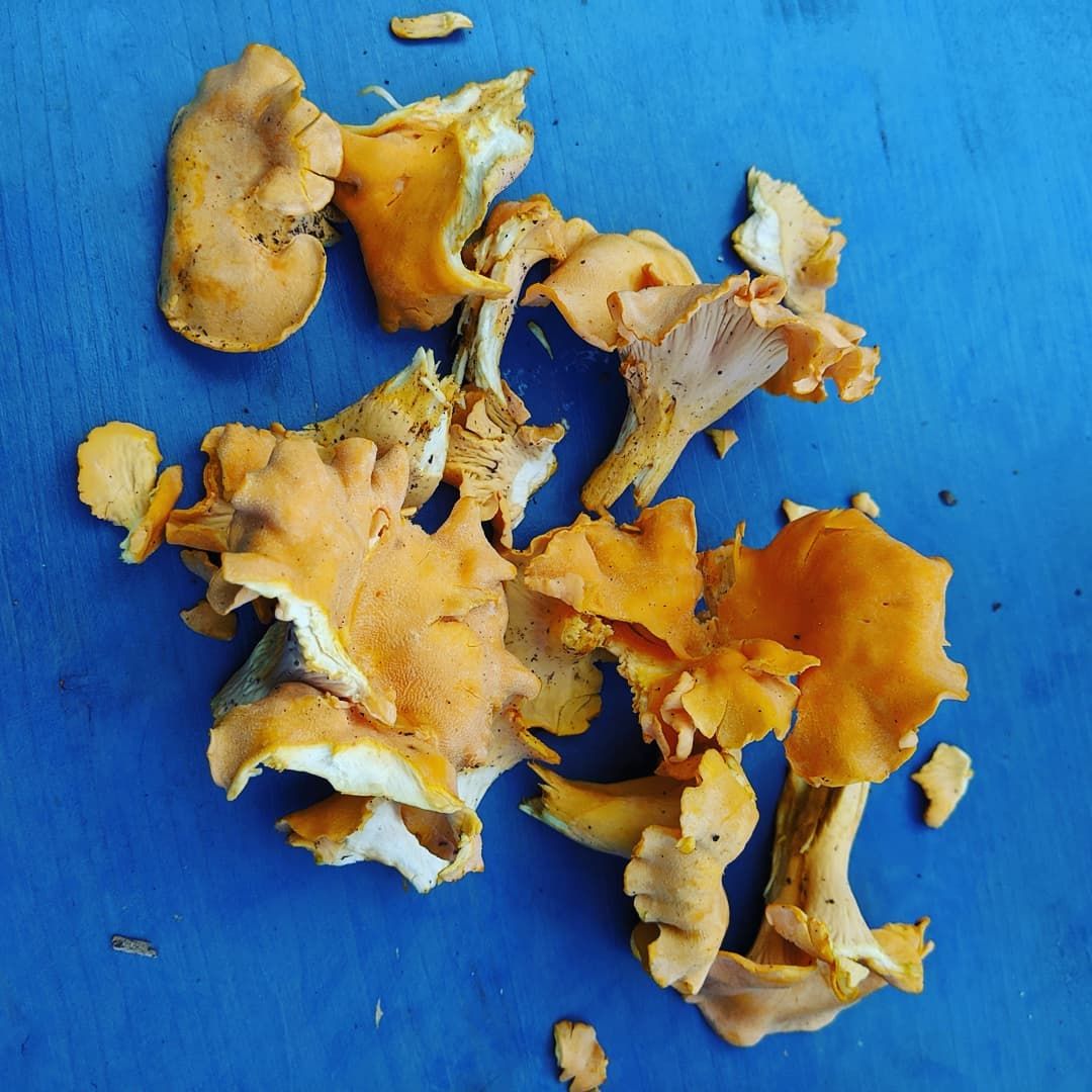 Out Ranging in the ancient forest again today and scored a feast of chanterelles! These are going into the pot for tomorrow’s meal, so delicious.Also the thistles are blooming and the bees love it!Oh I also came across bear skat In the trail in two locations, looks like the black bear has been passing through the forest regularly. Have to keep a keen watch for the bear when out and about. I spared you the photo on that one. 🐻💩Update, the house is done on the exterior and we are working on the interior now, soon I’ll be back to larping and crafting!larp nature chanterelles mushrooms ranger