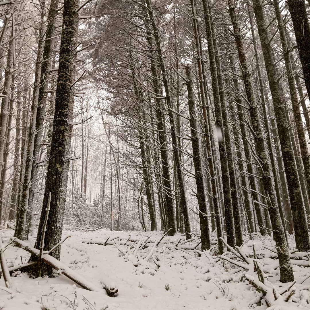 Scouting the old elven wood today, we encountered three doe just over this rise, but today we were hunting mich more dangerous pray. larpwinter snow fantasy