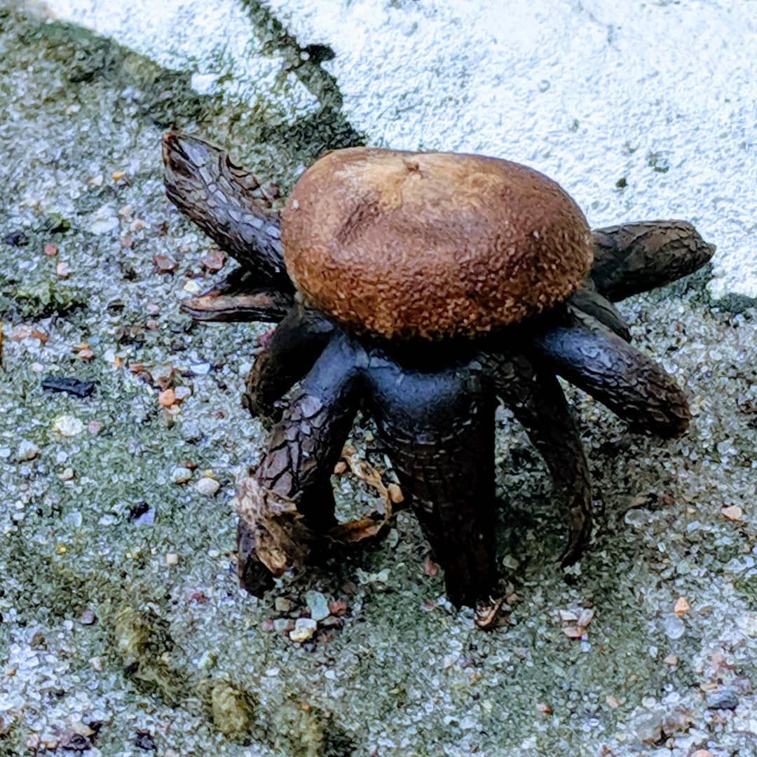 Name that dnd monster!Found a very cool looking mushroom outside my door yesterday. Couldn’t decide which monster it was though.fungusamongus