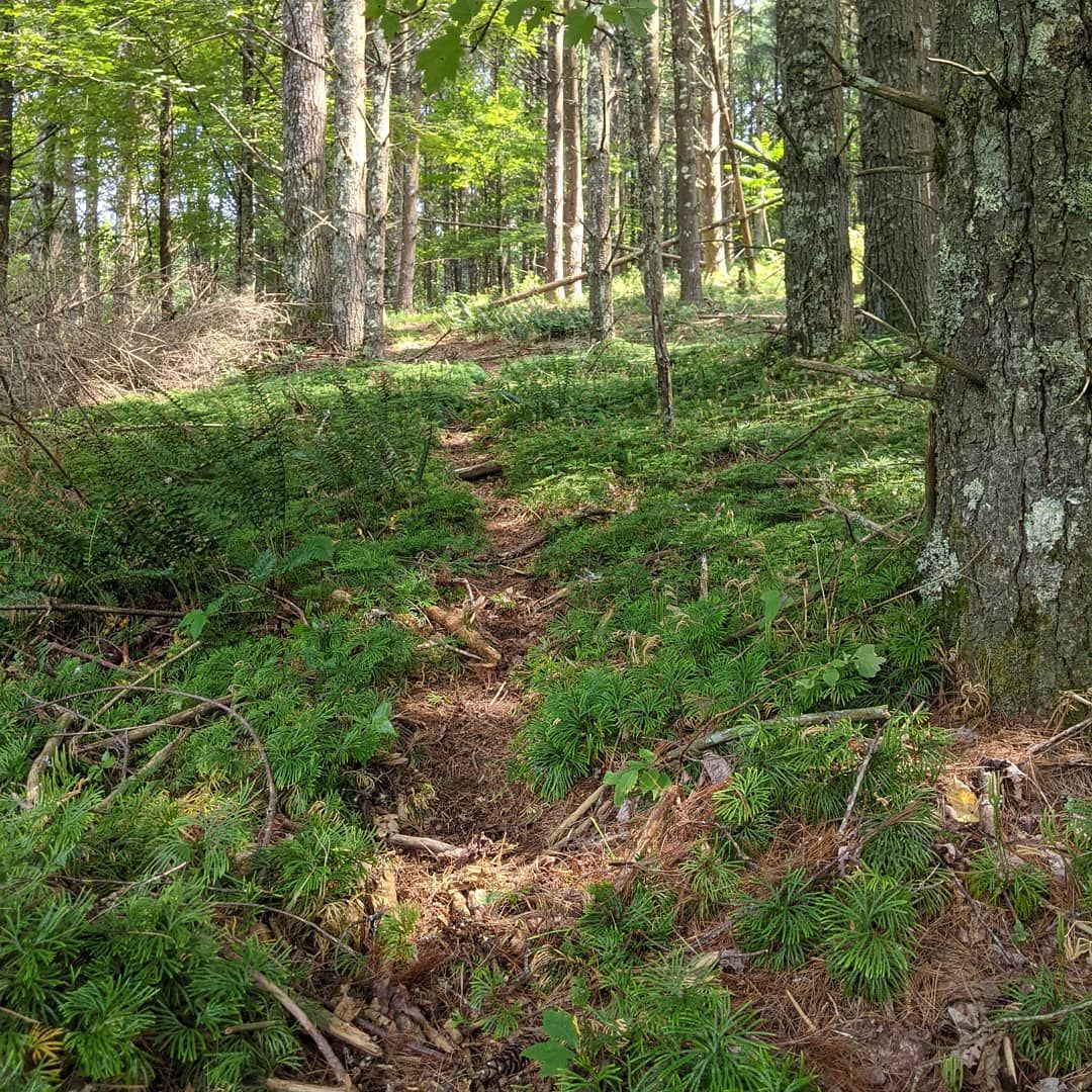 Out rangering today and discovered this mossy trail through the old ones forest, half way up the trail was an enormous patch of Wine Barrie’s which look and taste just like raspberries! We ate a handfuls before hiking on.larp hiking ranger wildberries