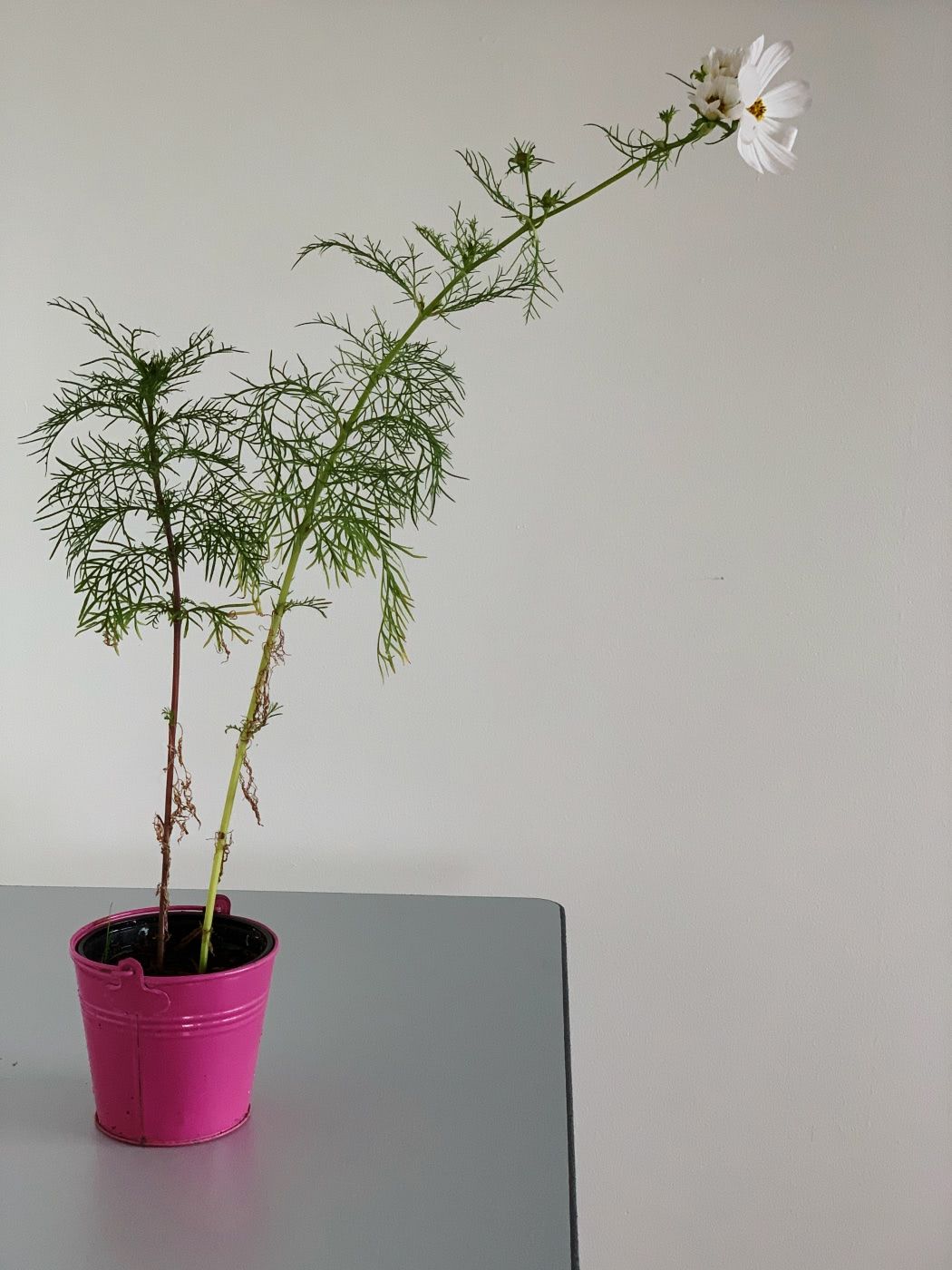 The cosmos plant in a pink planter