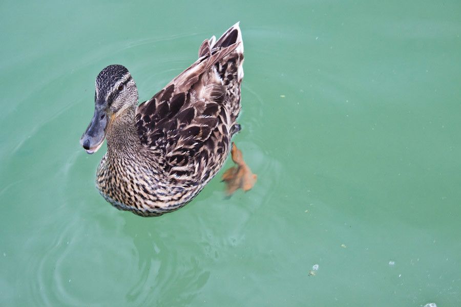 A curious duck