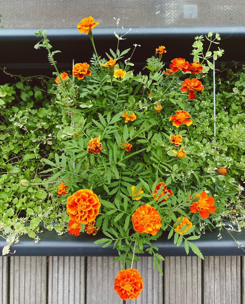 Marigold flowers