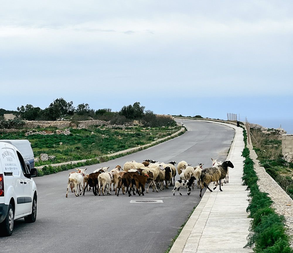 A lifestock-induced traffic jam