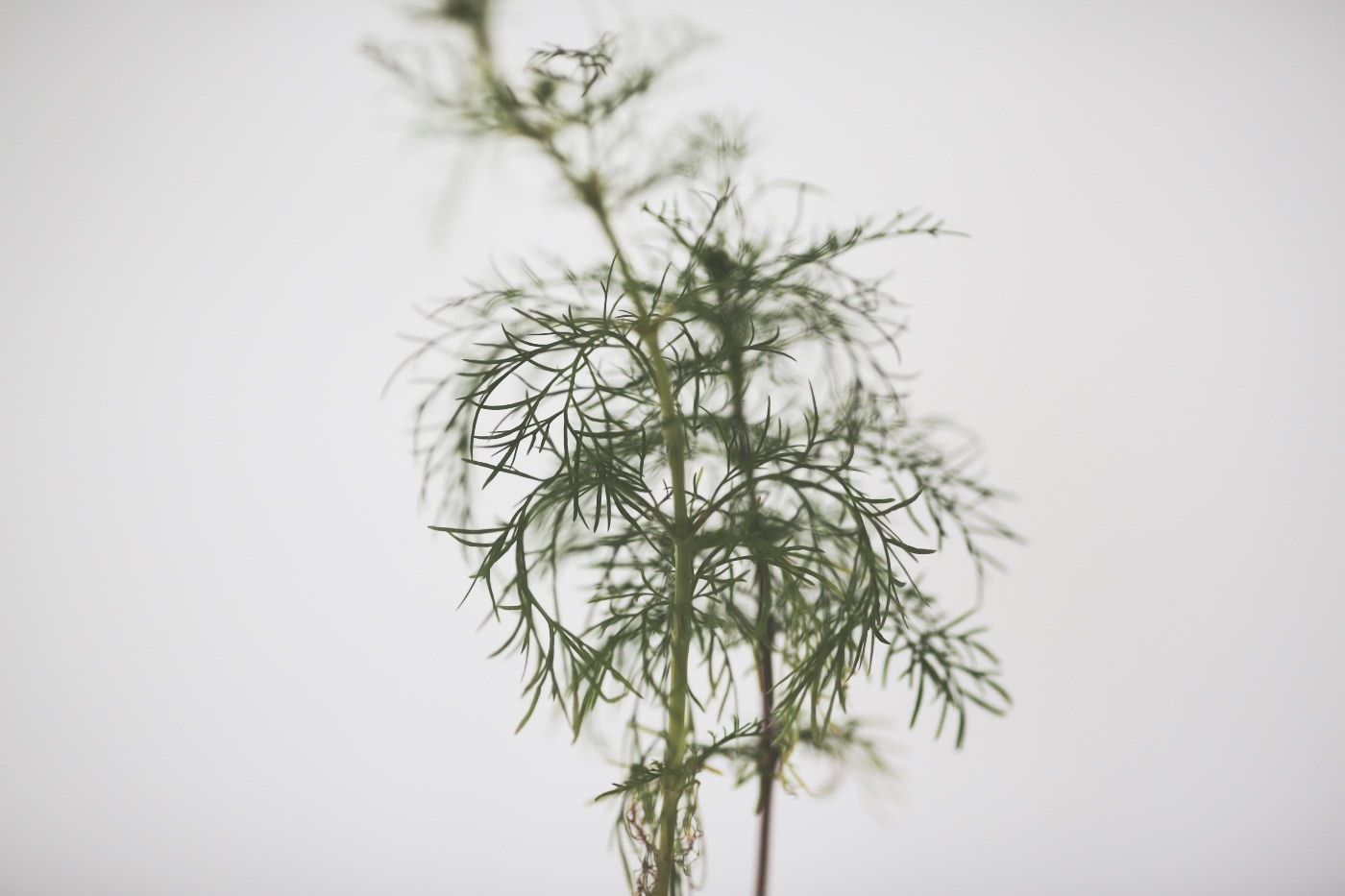 Cosmos plant’s linear-filiform leaves