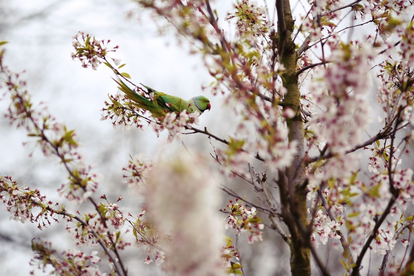 A parakeet amidst cherry blossoms