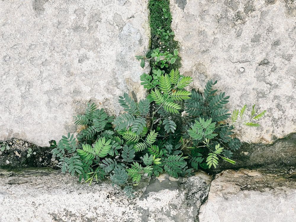 Tiny plants thriving in the gap between cobblestones