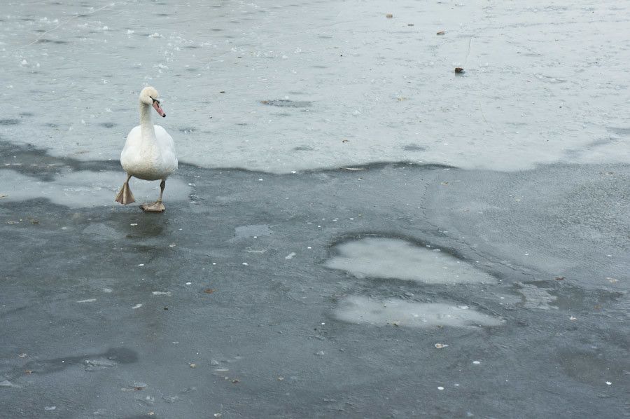 The swan that wasn’t frozen after all