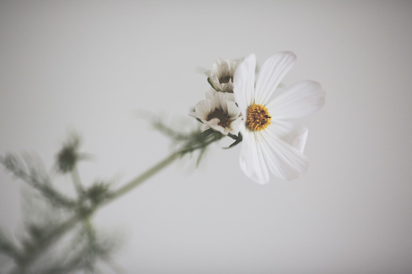 White cosmos flowers