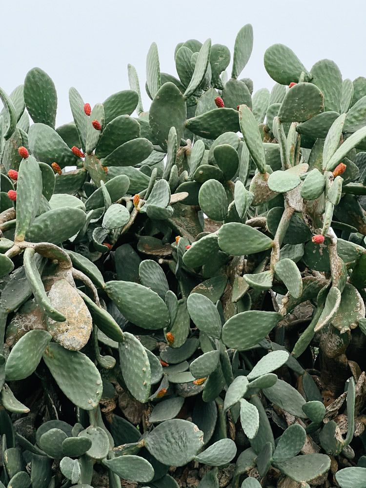 Prickly pear cactus