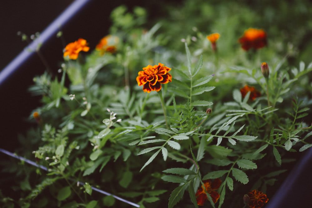 Marigold flowers