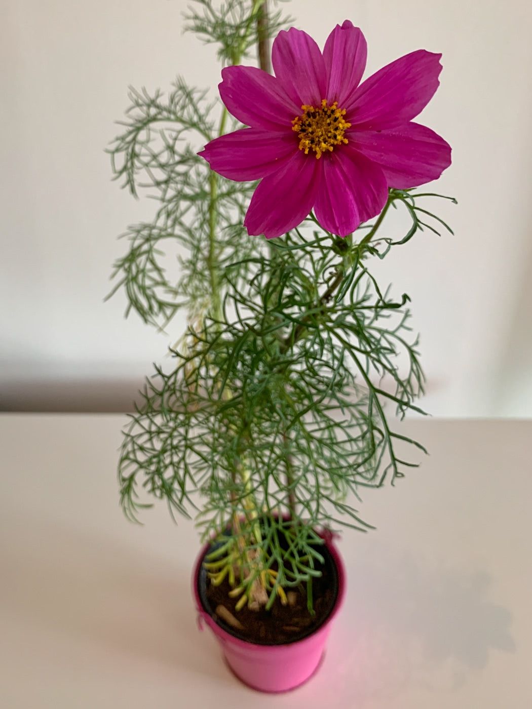 The pink cosmos flower