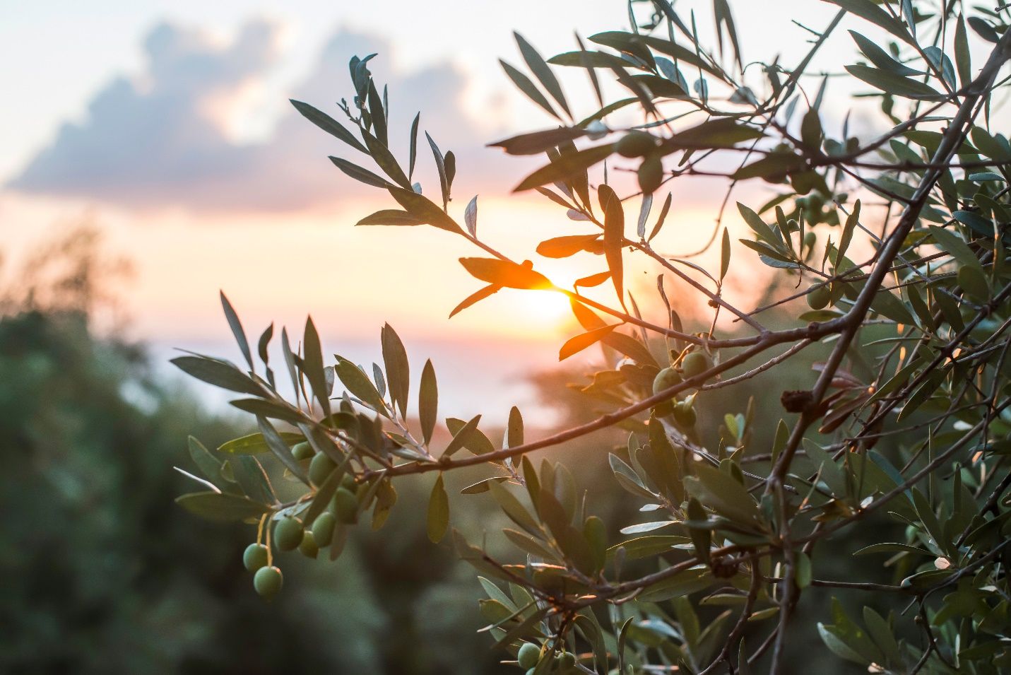 Close up of an olive branch on a sunset