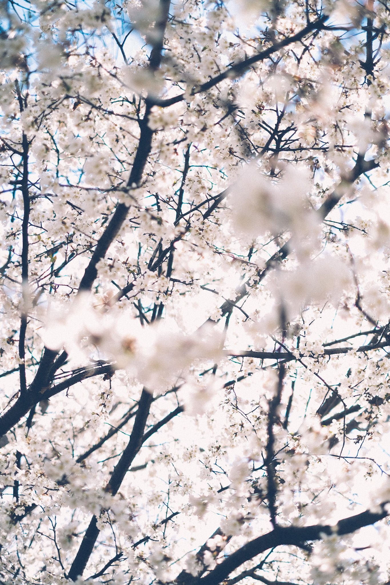Branches of a tree hold white, blossoming flowers, filling the whole image as the blue sky peeks through.