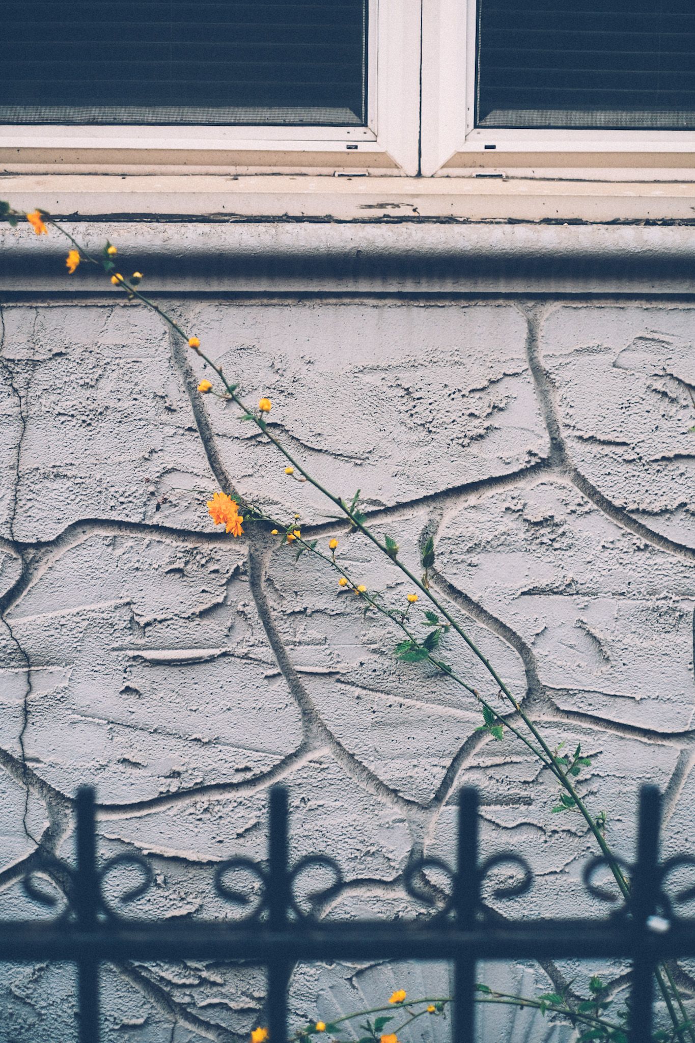 A green branch with yellow flowers grows in front of a gray stucco wall with squiggly patterns carved into the stone.
