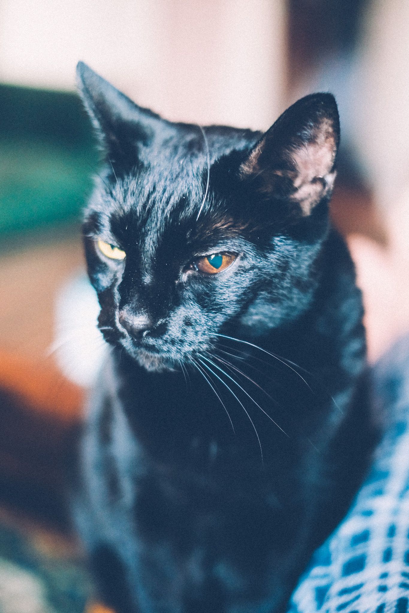 An up-close portrait of a black cat with one yellow eye and one brown eye, staring into the light.