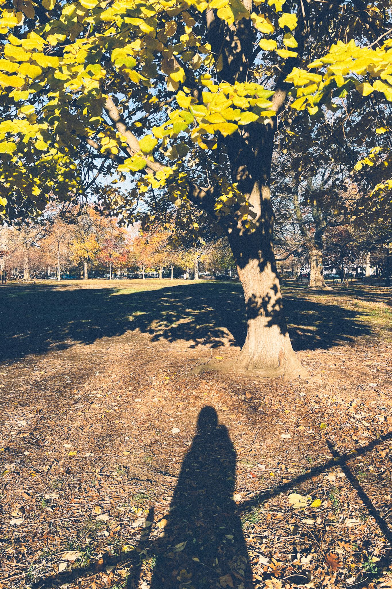 A shadow of the photographer shows in the sunlight on brown leaves in a park.