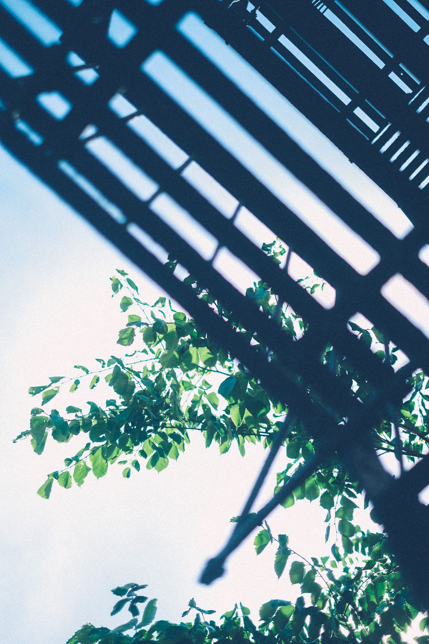 The sky is light blue, with green tree leaves spreading out behind the black painter slats of a fire escape.