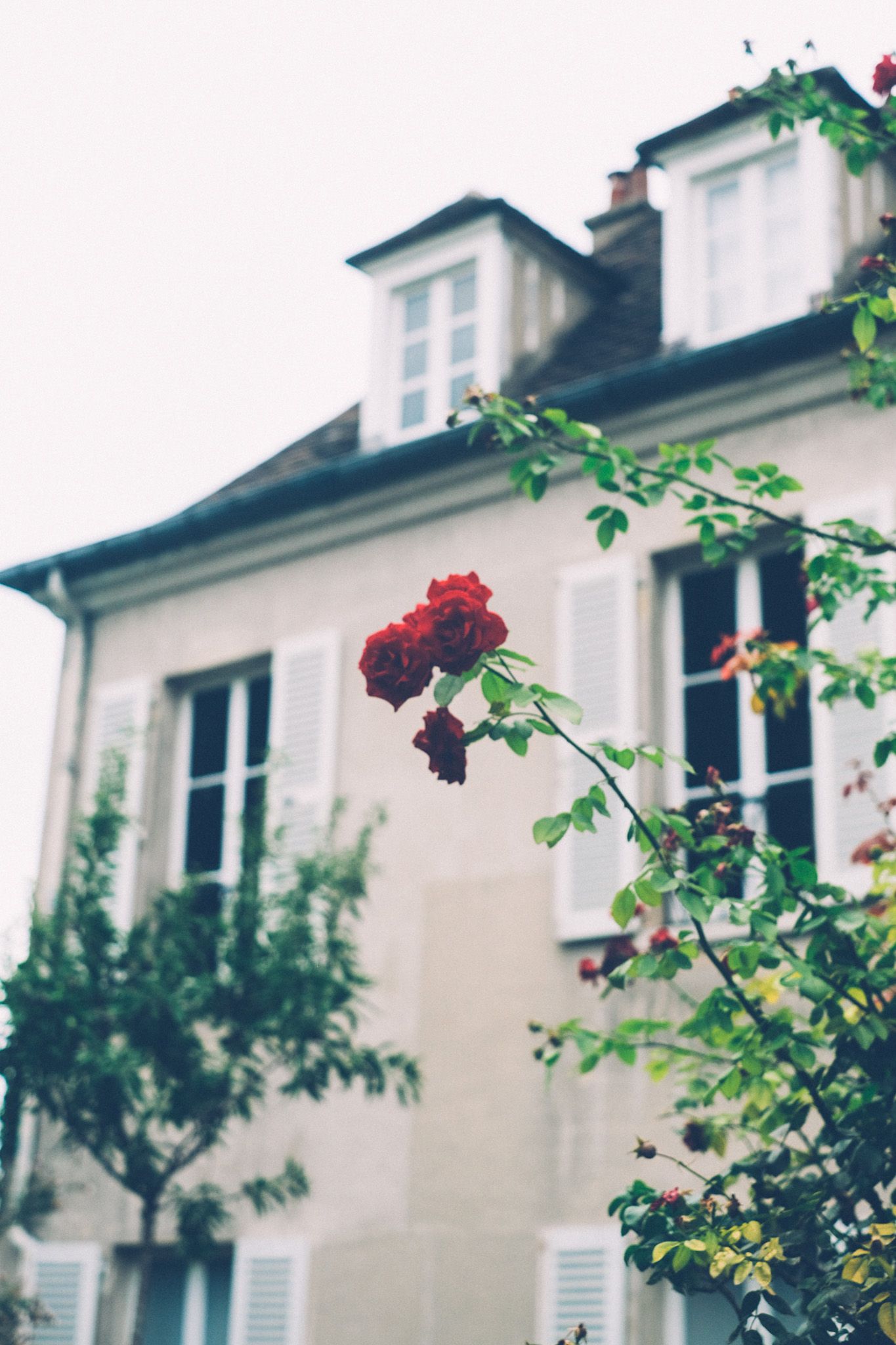 In front of a white French house, a red rose rises.