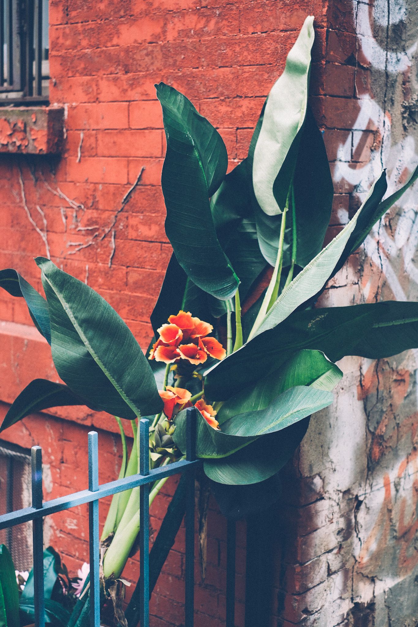 A bird of paradise has blossomed orange flowers, wrapped and leaning against a black gate against a brick wall outside.