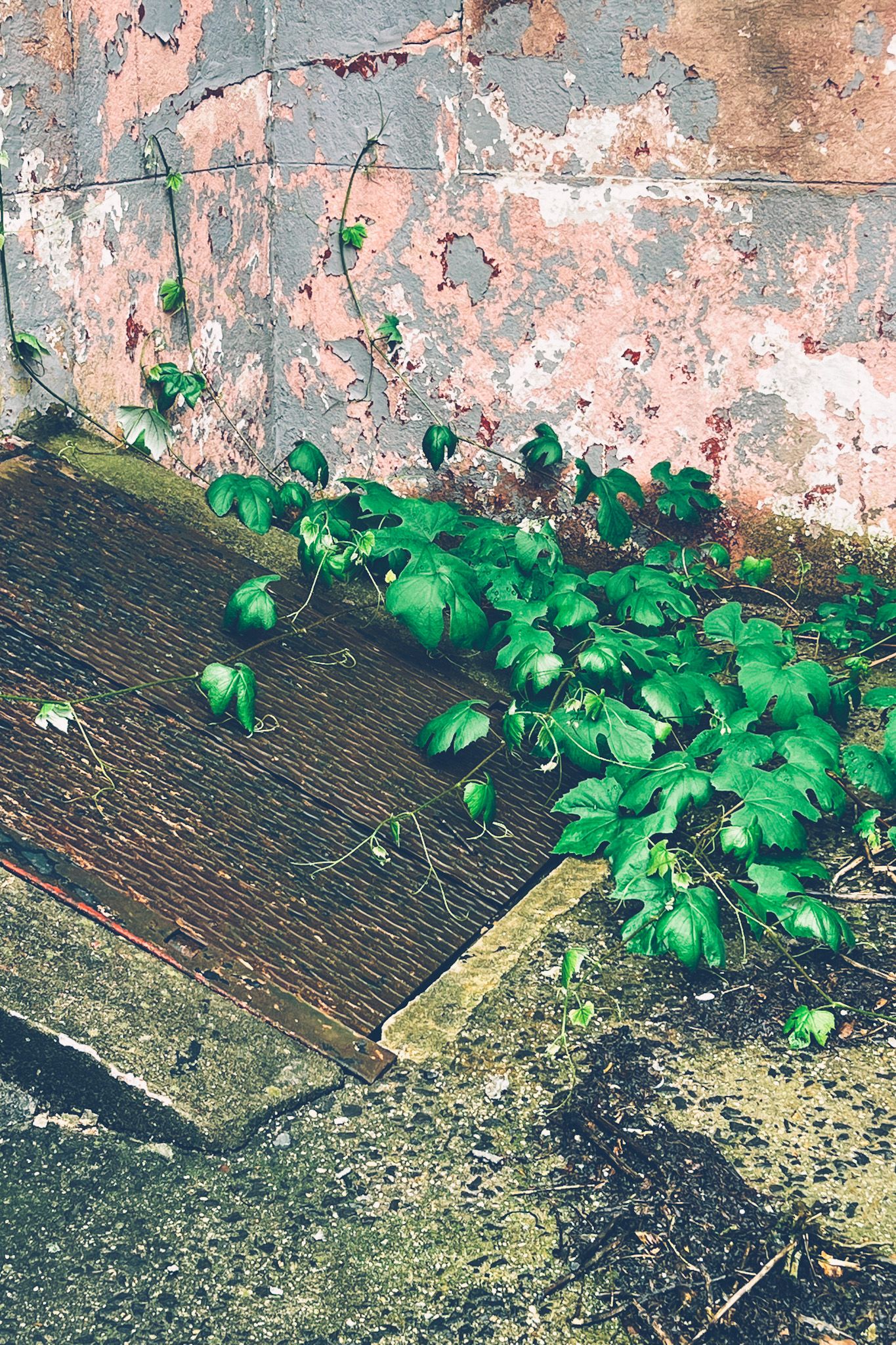 A dilapidated wall with pink and gray peeling paint stands behind a metal geate sticking up from the cement ground, green leaves of plants snaking around it.